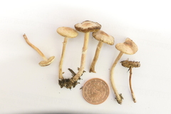 Lepiota parvannulata