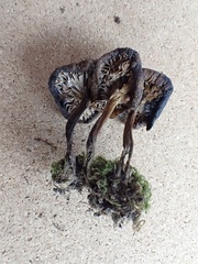 Lyophyllum deliberatum