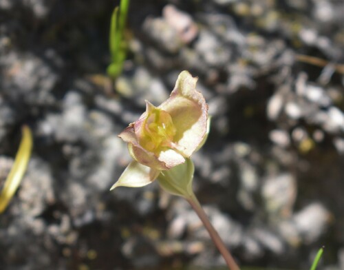 Image of Flat Bonnet (Pterygodium platypetalum) by (c) Justin Ponder, some rights reserved (CC BY)