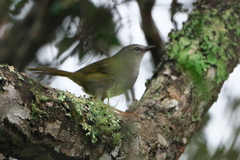Myiothlypis leucoblephara