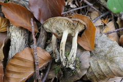 Lyophyllum deliberatum