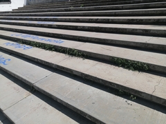 Aristolochia versabilifolia