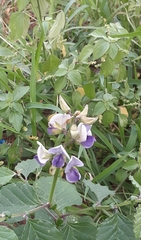 Crotalaria verrucosa