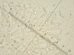 Lyophyllum deliberatum