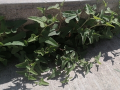 Aristolochia versabilifolia