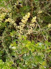 Reseda lutea