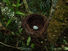 Turdus amaurochalinus
