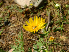 Grindelia pulchella