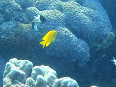 Pomacentrus sulfureus