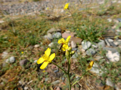 Chauliognathus scriptus