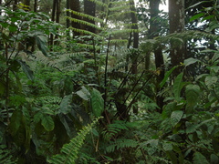 Cyatheaceae