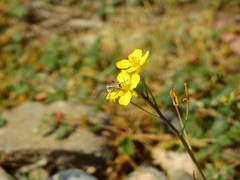 Chauliognathus scriptus
