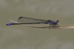Enallagma novaehispaniae