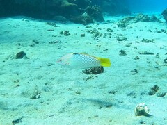 Halichoeres hortulanus