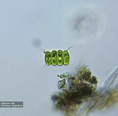 Desmodesmus
