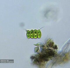 Desmodesmus