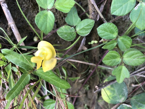 Vigna minima iNat (2)