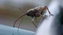 Curculio