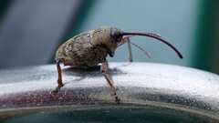 Curculio