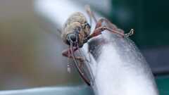 Curculio