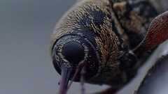 Curculio