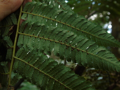 Cyatheaceae