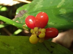Aglaonema commutatum
