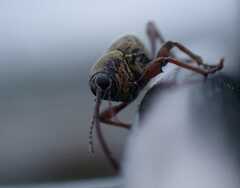 Curculio