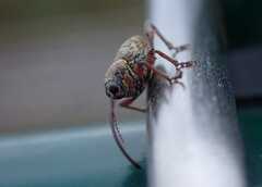 Curculio