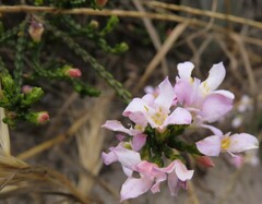 Lachnaea grandiflora
