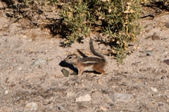 Ammospermophilus harrisii