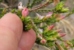 Lachnaea grandiflora