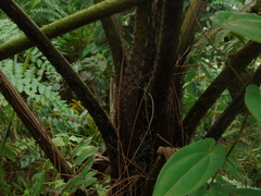 Cyatheaceae