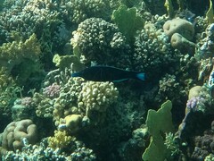 Gomphosus klunzingeri