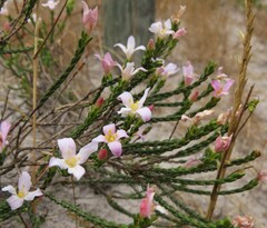 Lachnaea grandiflora