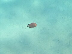 Dascyllus trimaculatus