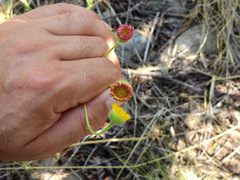 Hysterionica jasionoides