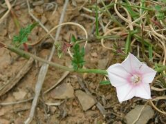 Convolvulus capensis