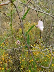 Convolvulus capensis