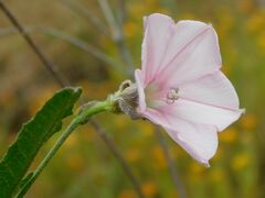Convolvulus capensis