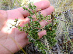 Condalia microphylla