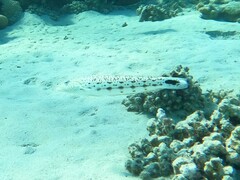 Parapercis hexophtalma