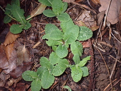 Primula vulgaris