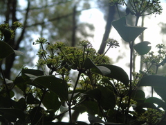 Polyscias diversifolia