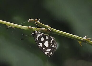 Falcuna iturina