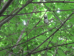 Megascops asio naevius