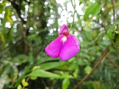 Canavalia bonariensis