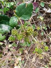 Knowltonia vesicatoria