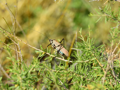 Scaphura elegans