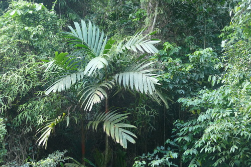 red crownshaft palm (Areca vestiaria)